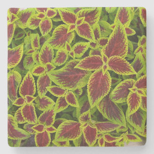 Green and Red Coleus Texture, Stone Coaster