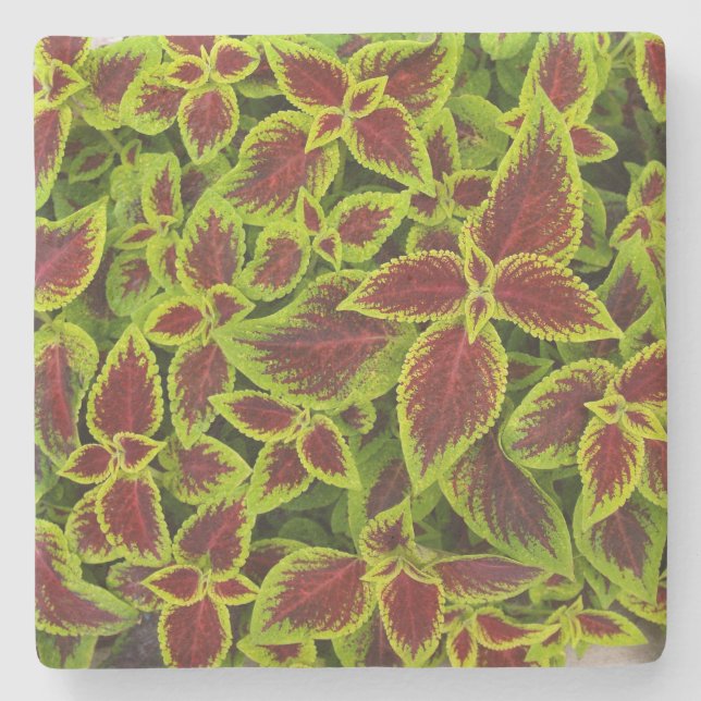 Green and Red Coleus Texture, Stone Coaster (Front)