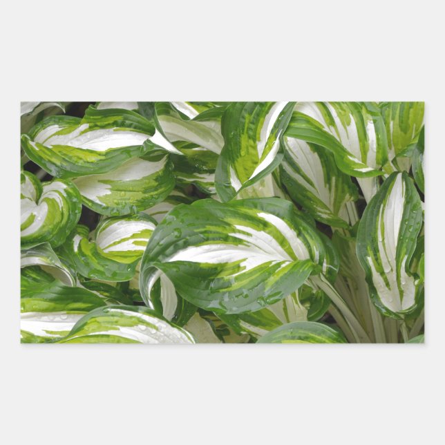 Green and white striped hosta leaves rectangular sticker (Front)