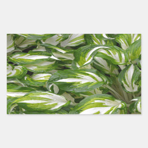 Green and white striped hosta leaves rectangular sticker