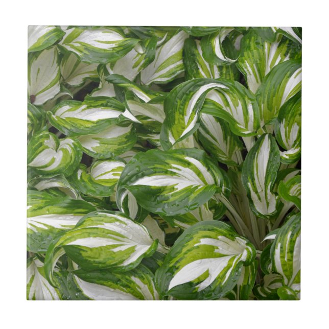 Green and white striped hosta leaves tile (Front)
