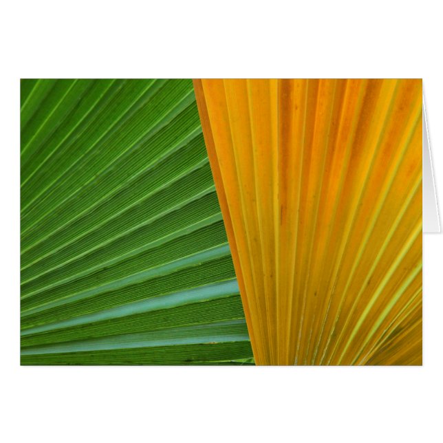 Green and Yellow Fan Leaves (Front Horizontal)