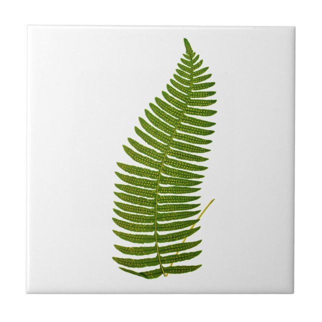 Green and Yellow Fern Leaf Botanical Illustration Tile (Front)
