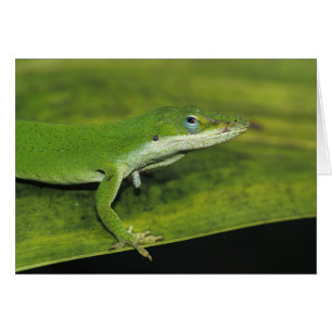 Green Anole, Anolis carolinensis, adult on palm