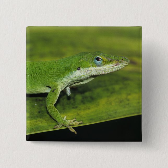 Green Anole, Anolis carolinensis, adult on palm 15 Cm Square Badge (Front)