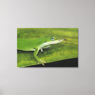 Green Anole, Anolis carolinensis, adult on palm Canvas Print