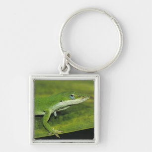 Green Anole, Anolis carolinensis, adult on palm Key Ring