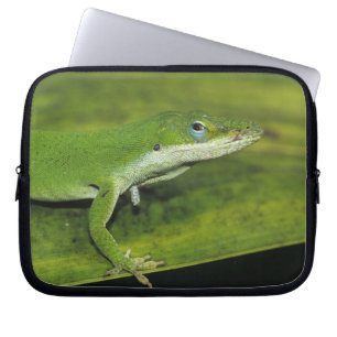 Green Anole, Anolis carolinensis, adult on palm Laptop Sleeve