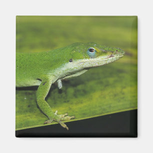 Green Anole, Anolis carolinensis, adult on palm Magnet