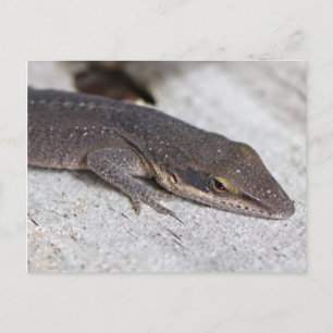 Green Anole Lizard closeup Postcard