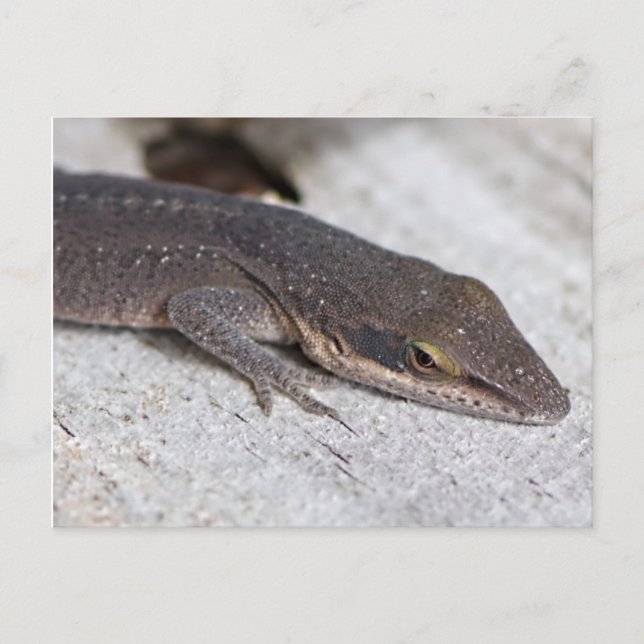 Green Anole Lizard  closeup Postcard (Front)