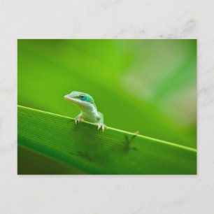 Green Anole Lizard Encounter Art Photography Postcard