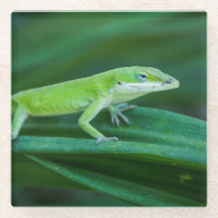 Green Anole Lizard Glass Coaster