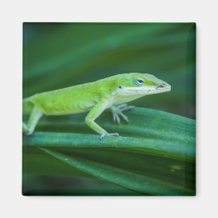 Green Anole Lizard Magnet