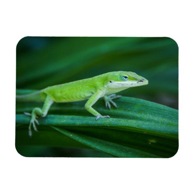 Green Anole Lizard Magnet (Horizontal)