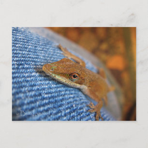 Green Anole Lizard Postcard