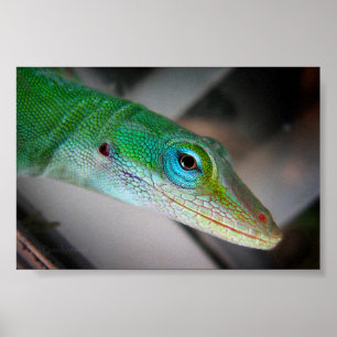 Green Anole Lizard Poster