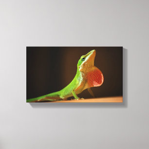 Green Anole Lizard with Red Thraot Canvas Print
