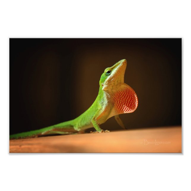 Green Anole Lizard with Red Thraot Photo Print (Front)