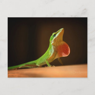 Green Anole Lizard with Red Thraot Postcard