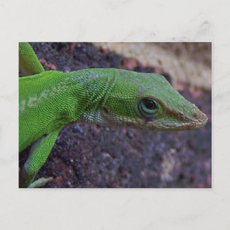 Green Anole Postcard