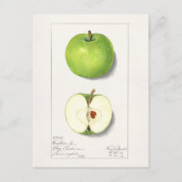 Green Apples (Malus Domestica) Fruit Painting
