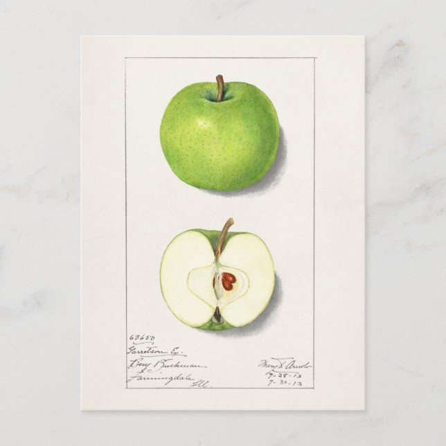Green Apples (Malus Domestica) Fruit Painting Postcard (Front)