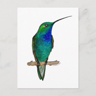 Green-backed Hillstar Hummingbird Postcard