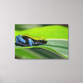 Green-backed mantella canvas print