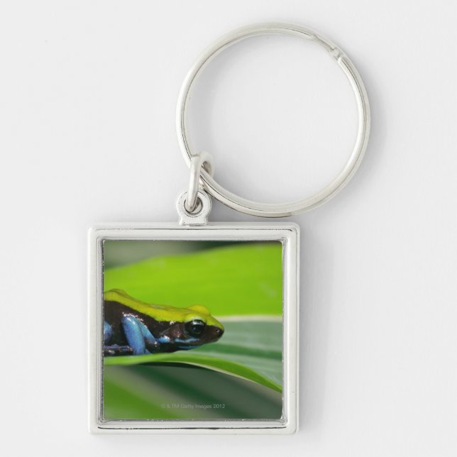 Green-backed mantella key ring (Front)