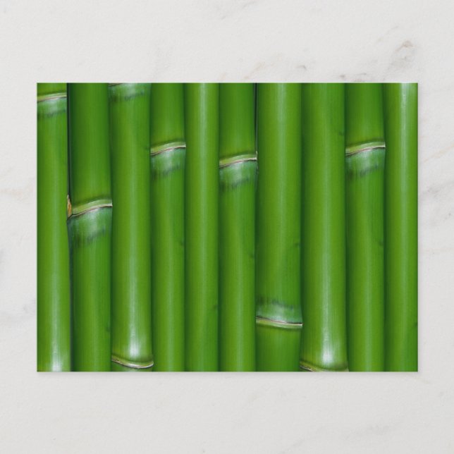 Green Bamboo Postcard (Front)