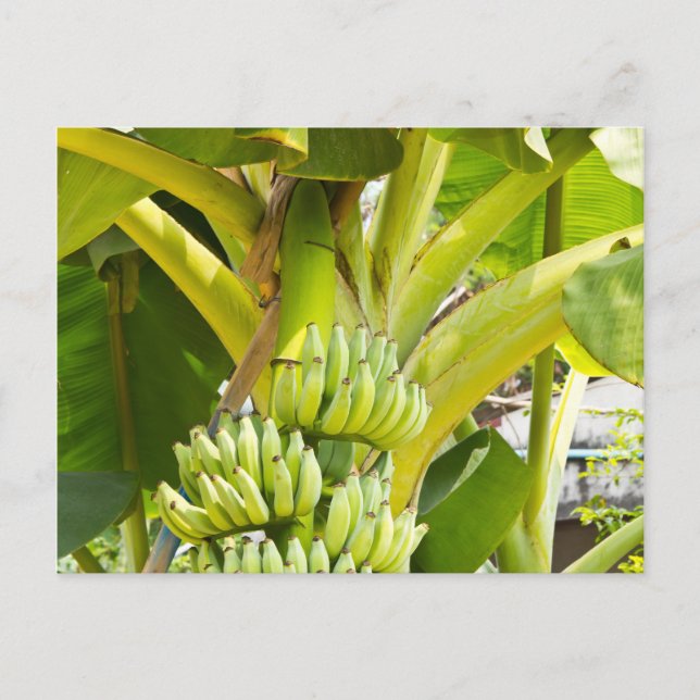 Green Banana Tree Postcard (Front)
