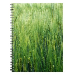 Green barley field, spring closeup. notebook