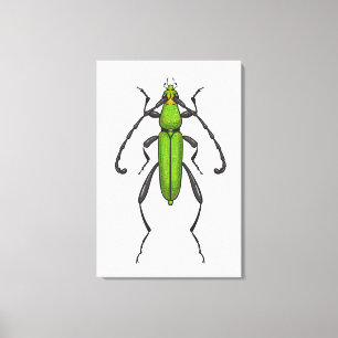 Green beetle canvas print
