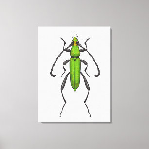 Green beetle canvas print