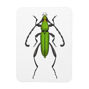 Green beetle magnet