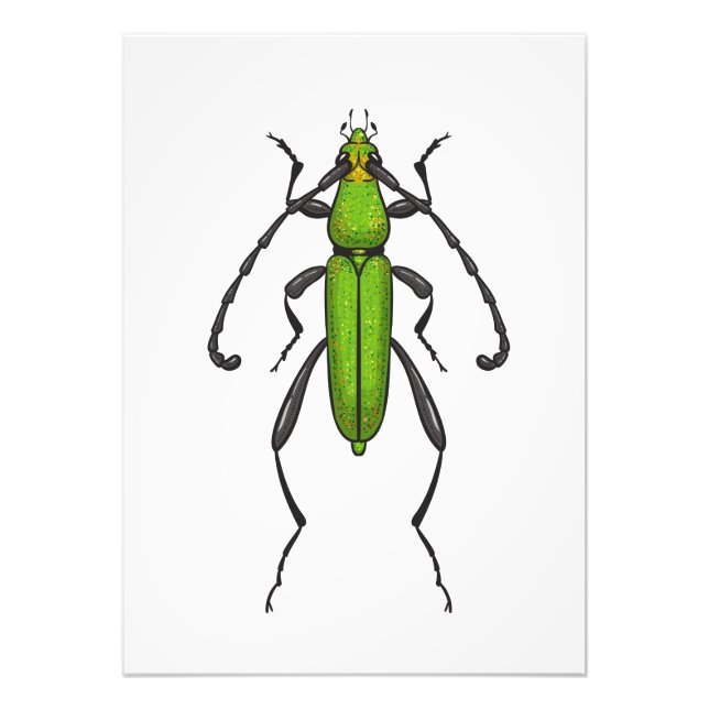 Green beetle photo print (Front)