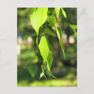 Green birch branch with leaves postcard