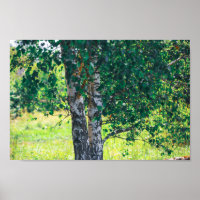 Green Birch Tree Leaves Nature