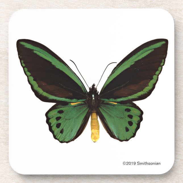 Green Birdwing Butterfly Coaster (Front)
