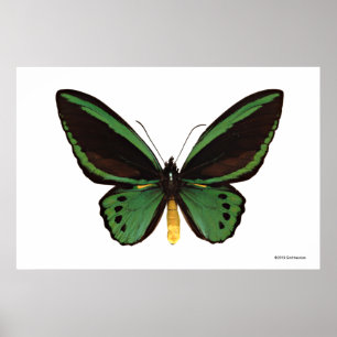 Green Birdwing Butterfly Poster