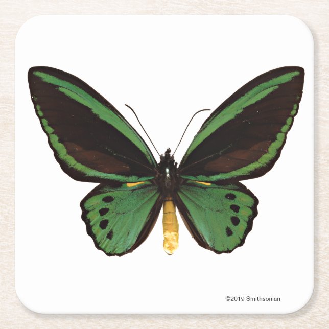 Green Birdwing Butterfly Square Paper Coaster (Front)