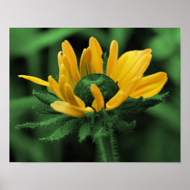 Green Black Eyed Susan Abstract Flower Art Poster (Front)