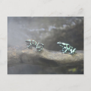Green & Black Poison Dart Frog # 6 Postcard