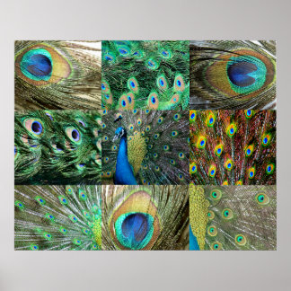Green Blue Peacock photo collage Poster