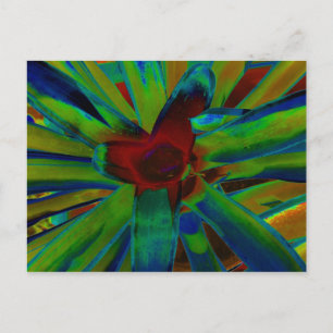 Green Blue Red Bromeliad Plant Image Postcard