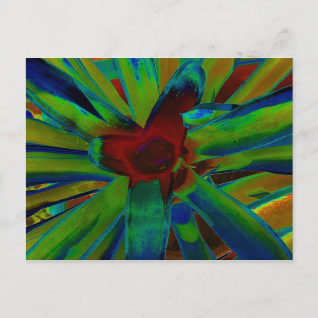 Green Blue Red Bromeliad Plant Image Postcard (Front)