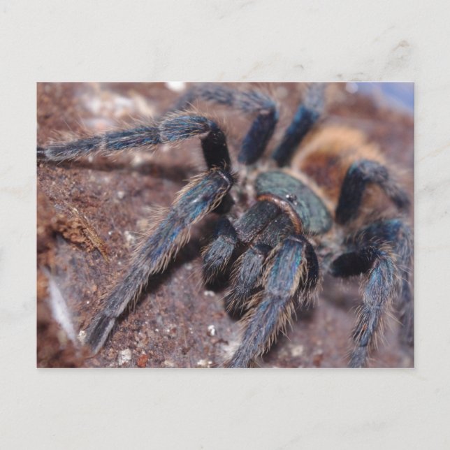 Green Bottle Blue Post Card (Front)