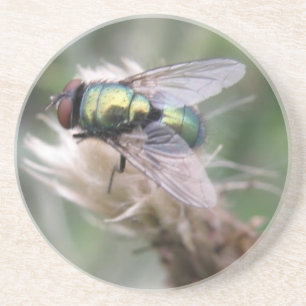 Green Bottle Fly Macro Coasters