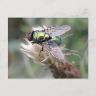 Green Bottle Fly Macro Postcard